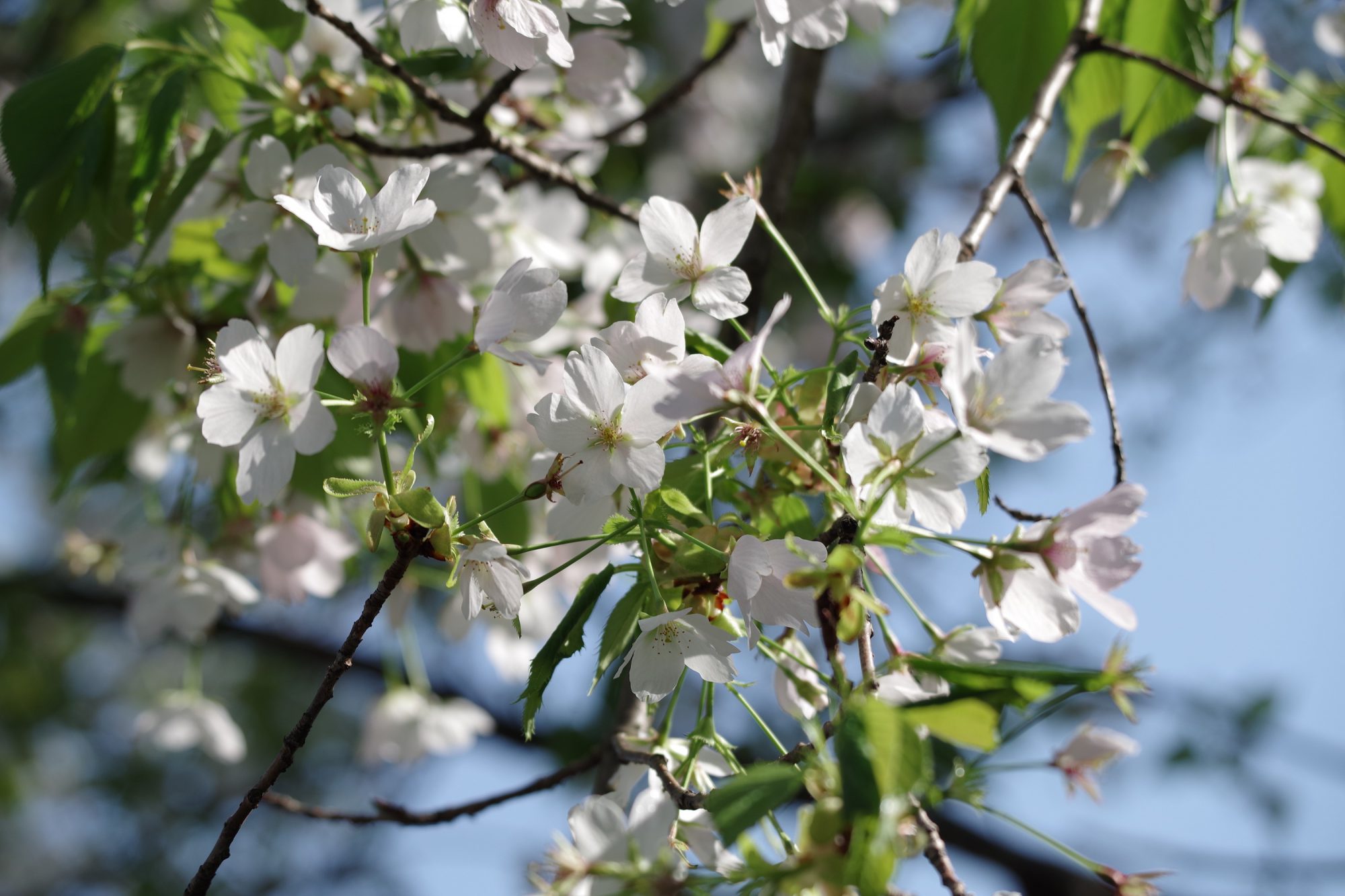 山桜　ヤマザクラ